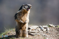 Marmotte des Alpes