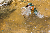 Martin-pêcheur