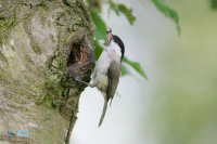 Mésange nonette