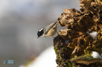Mésange noire