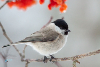 Mésange nonette