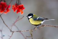 Mésange charbonnière