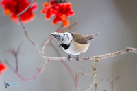 Mésange huppée