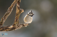 Mésange huppée