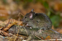 Souris grise