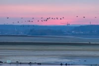 Grue parmi les Grues