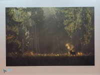 Photo Vincent Munier