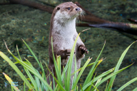 Loutre d'Europe