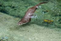 Loutre d'Europe