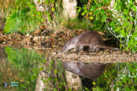 Loutre d'Europe