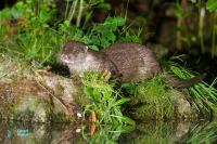Loutre d'Europe