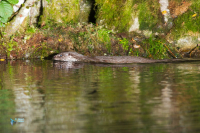 Loutre d'Europe