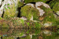 Loutre d'Europe