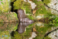 Loutre d'Europe