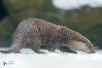Loutre d'Europe