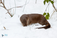 Loutre d'Europe