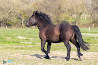 Cob normand