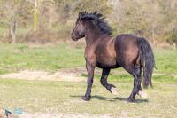 Cob normand