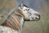 Percheron