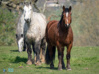 Percheron