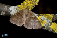 Bombyx de la ronce - femelle