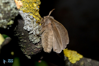 Bombyx de la ronce- Femelle