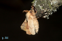 Bombyx à livrée
