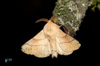 Bombyx à livrée