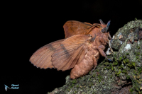Feuille morte du chêne