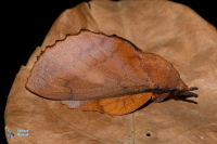 Feuille morte du chêne