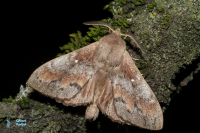 Bombyx du pin