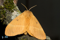 Bombyx du chêne.