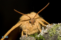 Bombyx du chêne.