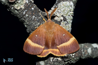 Bombyx du chêne.