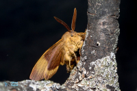 Bombyx du chêne.