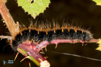 Bombyx de la ronce