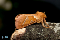 Sylvine (la)-Triodia sylvina