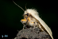 Ecaille lièvre-Spilarctia lutea