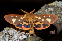 Ecaille des steppes
