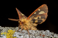 Ecaille des steppes