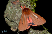 Ecaille cramoisie