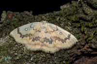 Ephyre omicron-