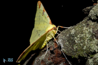 Citronnelle rouillée-