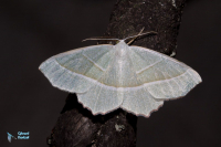Céladon-Campaea margaritaria