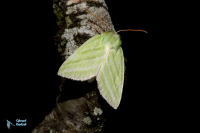 Halias du hëtre.