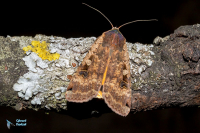 Noctuelle fiancée-Hibou-