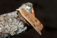 Noctuelle fiancée-Hibou-