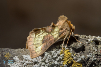 Plusie vert doré (la)-
