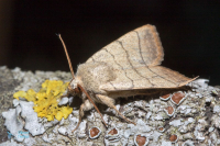 Noctuelle trilignée-