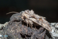 Noctuelle du genêt-